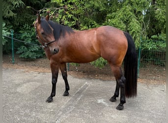 American Quarter Horse, Mare, 3 years, 14.2 hh, Brown
