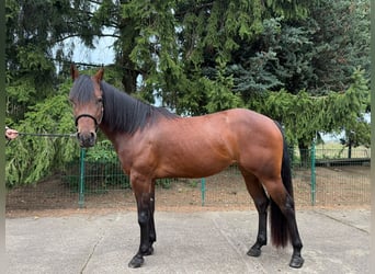 American Quarter Horse, Mare, 3 years, 14.2 hh, Brown