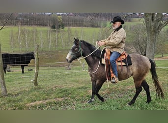American Quarter Horse, Mare, 3 years, 14.2 hh, Brown Falb mold