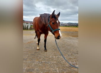 American Quarter Horse, Mare, 3 years, 14.2 hh, Brown