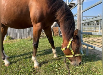 American Quarter Horse, Mare, 3 years, 14.2 hh, Brown
