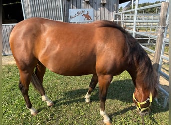 American Quarter Horse, Mare, 3 years, 14.2 hh, Brown