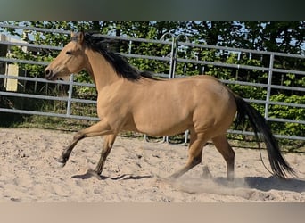 American Quarter Horse, Mare, 3 years, 14.2 hh, Buckskin