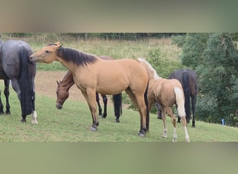 American Quarter Horse, Mare, 3 years, 14.2 hh, Buckskin