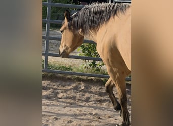 American Quarter Horse, Mare, 3 years, 14.2 hh, Buckskin