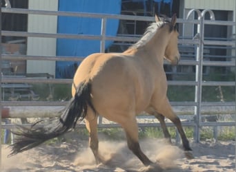 American Quarter Horse, Mare, 3 years, 14.2 hh, Buckskin