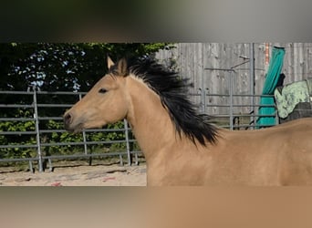 American Quarter Horse, Mare, 3 years, 14.2 hh, Buckskin