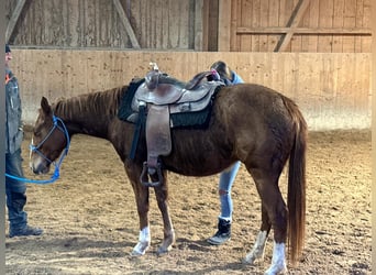 American Quarter Horse, Mare, 3 years, 14.2 hh, Chestnut-Red