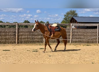 American Quarter Horse, Mare, 3 years, 14.2 hh, Chestnut-Red