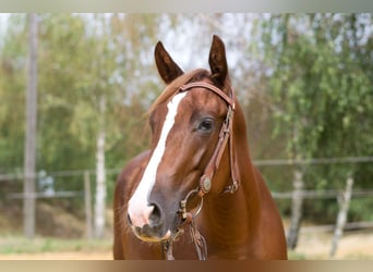 American Quarter Horse, Mare, 3 years, 14,2 hh, Chestnut