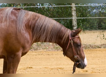 American Quarter Horse, Mare, 3 years, 14,2 hh, Chestnut