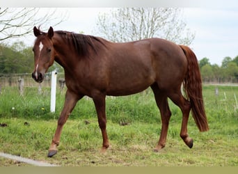 American Quarter Horse, Mare, 3 years, 14.2 hh, Chestnut