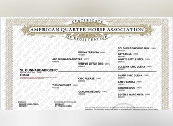 American Quarter Horse, Mare, 3 years, 14,2 hh, Dunalino