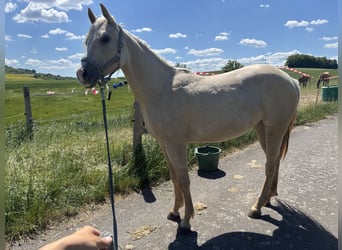 American Quarter Horse, Mare, 3 years, 14.2 hh, Dunalino