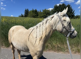 American Quarter Horse, Mare, 3 years, 14.2 hh, Dunalino