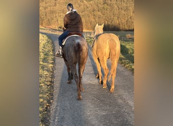 American Quarter Horse, Mare, 3 years, 14.2 hh, Dunalino