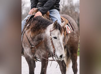 American Quarter Horse, Mare, 3 years, 14.2 hh, Gray
