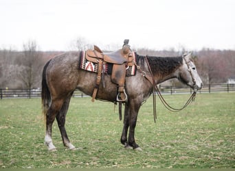 American Quarter Horse, Mare, 3 years, 14.2 hh, Gray