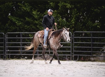 American Quarter Horse, Mare, 3 years, 14.2 hh, Gray