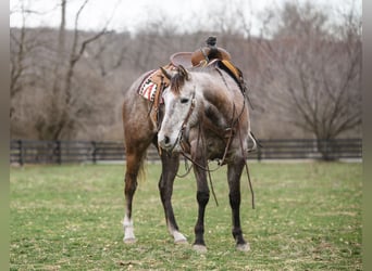 American Quarter Horse, Mare, 3 years, 14.2 hh, Gray