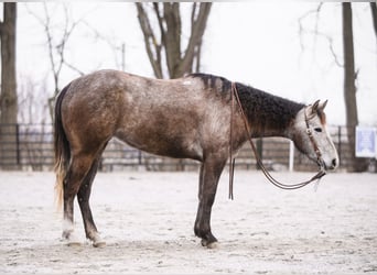 American Quarter Horse, Mare, 3 years, 14.2 hh, Gray