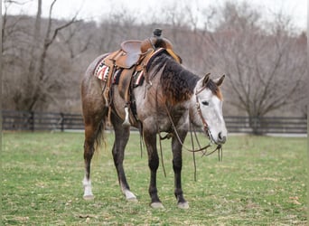 American Quarter Horse, Mare, 3 years, 14.2 hh, Gray