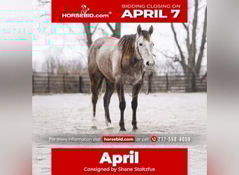 American Quarter Horse, Mare, 3 years, 14.2 hh, Gray