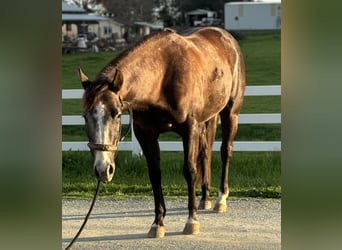 American Quarter Horse, Mare, 3 years, 14.2 hh, Grey