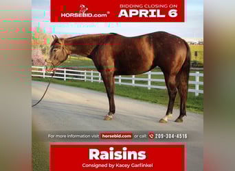 American Quarter Horse, Mare, 3 years, 14.2 hh, Grey