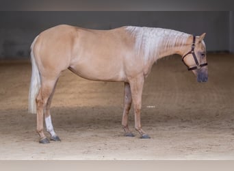 American Quarter Horse, Mare, 3 years, 14.2 hh, Palomino