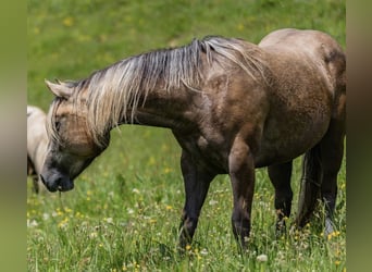 American Quarter Horse, Mare, 3 years, 14.2 hh, Palomino