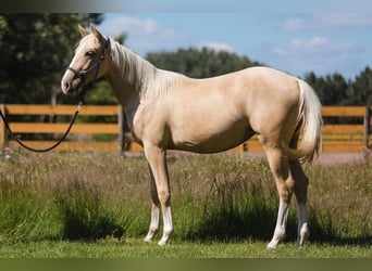 American Quarter Horse, Mare, 3 years, 14.2 hh, Palomino