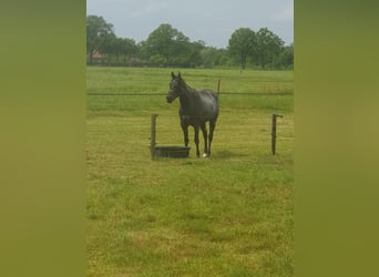 American Quarter Horse, Mare, 3 years, 14.2 hh, Roan-Bay