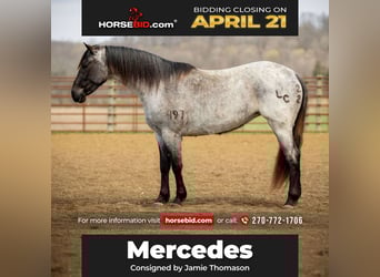 American Quarter Horse, Mare, 3 years, 14.2 hh, Roan-Blue