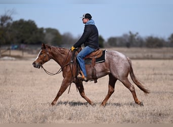 American Quarter Horse, Mare, 3 years, 14.2 hh, Roan-Red