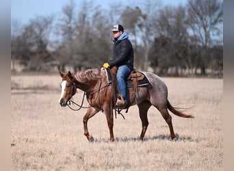 American Quarter Horse, Mare, 3 years, 14.2 hh, Roan-Red