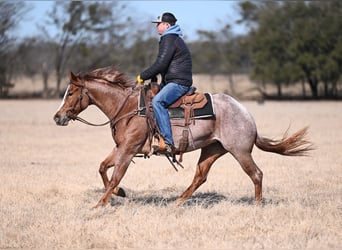 American Quarter Horse, Mare, 3 years, 14.2 hh, Roan-Red