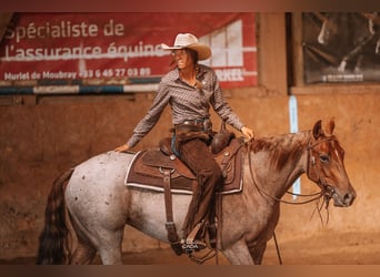 American Quarter Horse, Mare, 3 years, 14.2 hh, Roan-Red