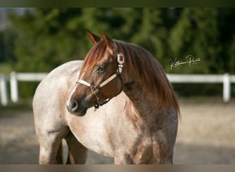 American Quarter Horse, Mare, 3 years, 14,2 hh, Roan-Red