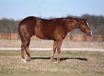 American Quarter Horse, Mare, 3 years, 14,2 hh, Sorrel