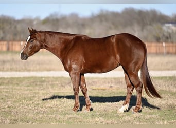 American Quarter Horse, Mare, 3 years, 14,2 hh, Sorrel