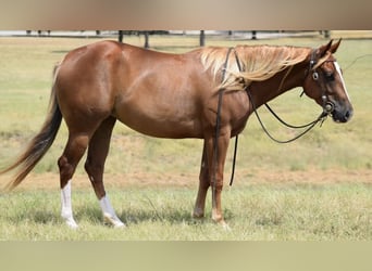 American Quarter Horse, Stute, 3 Jahre, 14,2 hh, Rotfuchs