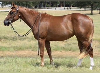 American Quarter Horse, Stute, 3 Jahre, 14,2 hh, Rotfuchs