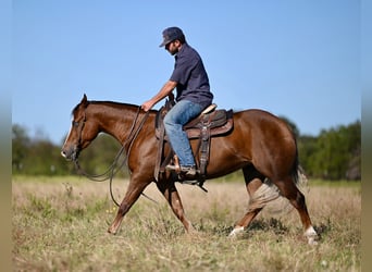 American Quarter Horse, Mare, 3 years, 14,2 hh, Sorrel