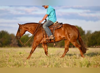 American Quarter Horse, Stute, 3 Jahre, 14,2 hh, Rotfuchs