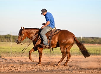 American Quarter Horse, Stute, 3 Jahre, 14,2 hh, Rotfuchs