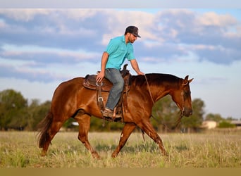 American Quarter Horse, Stute, 3 Jahre, 14,2 hh, Rotfuchs