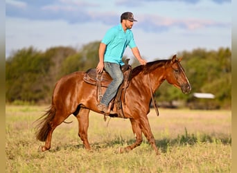 American Quarter Horse, Stute, 3 Jahre, 14,2 hh, Rotfuchs