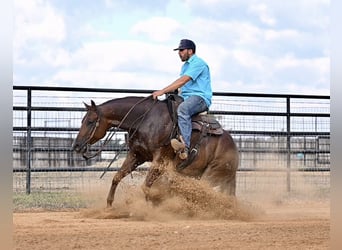 American Quarter Horse, Stute, 3 Jahre, 14,2 hh, Rotfuchs