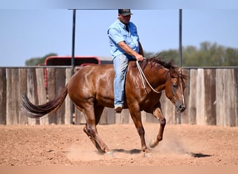 American Quarter Horse, Stute, 3 Jahre, 14,2 hh, Rotfuchs